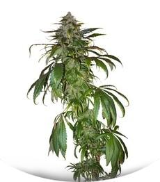Santa Sativa fem (Dinafem Seeds)