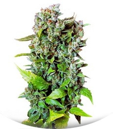 Fast Bud #2 Auto fem (Sweet Seeds)