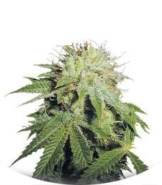 Stinky Pinky regular (TH Seeds)