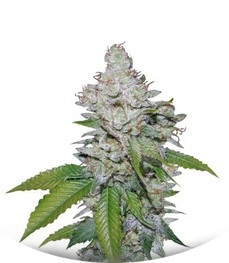White Berry fem (VIP Seeds)