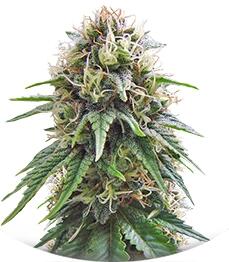 Yummy fem (Resin Seeds)