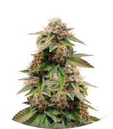 Gorilla Breath fem (Humboldt Seeds)