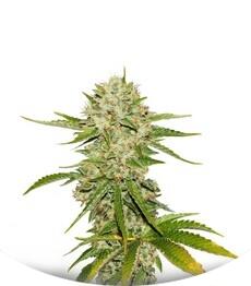 Wreckage fem (TH Seeds)