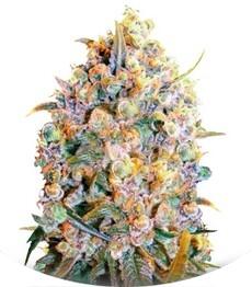 Bigger Bud fem (Bulk Seed Bank)