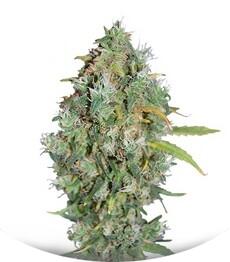 Burmese Kush fem (TH Seeds)