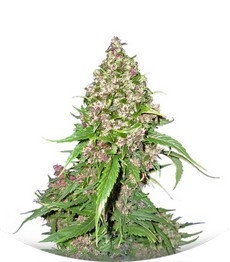 Frisian Duck fem (Dutch Passion)