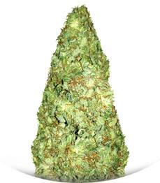 Old Afghani regular (Sumo Seeds)