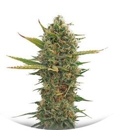 Super Skunk regular (Sensi Seeds)