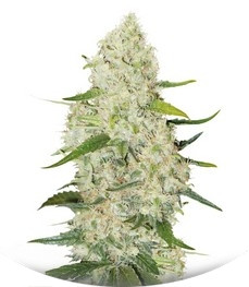 Think Big Auto fem (Dutch Passion)