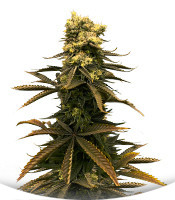 Glue Kripple fem (Dr. Krippling Seeds)