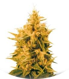 Ananas Funk fem (Bulk Seed Bank)