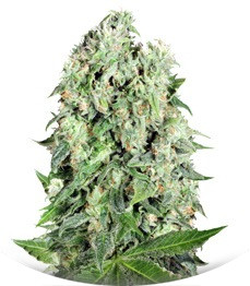 Dutch Cheese regular (Sumo Seeds)