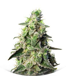 Green Poison XL Auto fem (Sweet Seeds)