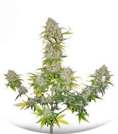 Sweet Cheese Auto fem (Sweet Seeds)