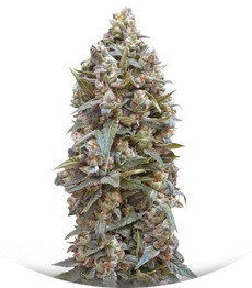 Auto 00 Kush fem (00 Seeds)