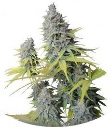 Big Foot fem (Sweet Seeds)