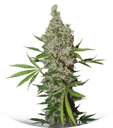 White Widow x The Ultimate regular (Dutch Passion)