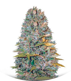 Auto Biggest Bud fem (Victory Seeds)