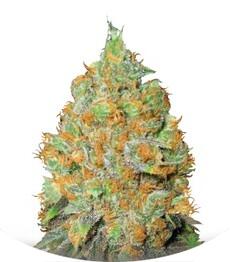 Critical Mass fem (Bulk Seed Bank)