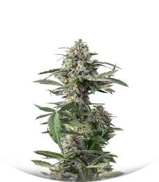 Critical Cheese Autoflowering fem (Dinafem Seeds)