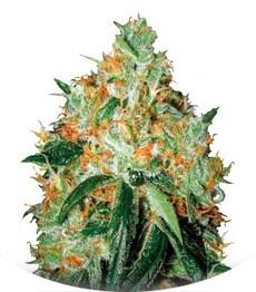 Original Orange Bud fem (Bulk Seed Bank)