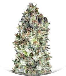 Super Cheese fem (Trikoma Seeds)