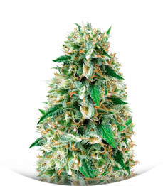 Amnesia fem (Vision Seeds)