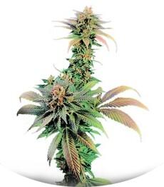 Blue Widow fem (Dinafem Seeds)