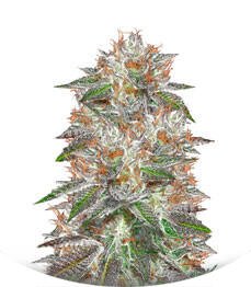 Bruce Banner #3 fem (Anesia Seeds)