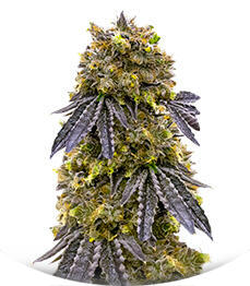 La Calma Autoflower fem (Easy Grow Seeds)