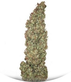 Hubble Bubble fem (Mandala Seeds)