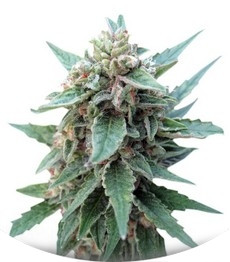 Buddha Red Dwarf Auto fem (Buddha Seeds)