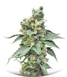 Sage 'n' Sour fem (TH Seeds)