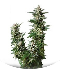 Auto Pyramid fem (Pyramid Seeds)