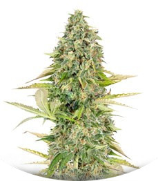 Buddha Kraken fem (Buddha Seeds)