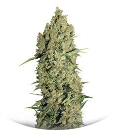 Chronic fem (Serious Seeds)