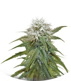 Misty Kush fem (Nirvana Seeds)