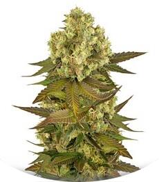 Sour Blueberry regular (Humboldt Seeds)