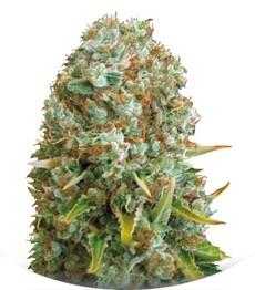 Moby Big fem (Bulk Seed Bank)