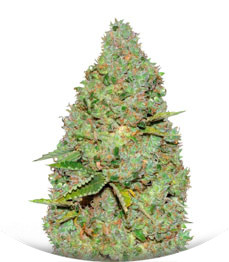 Auto Critical fem (Victory Seeds)