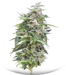 Haze Gom auto fem (Grass-O-Matic)