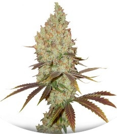 Red Dragon fem (Barney's Farm)