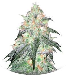 Auto Sour Diesel fem (Bulk Seed Bank)