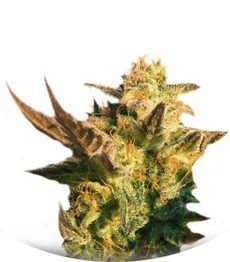 Speedy Gonzales Auto (Speedy Boom Auto) fem (Kannabia Seeds)