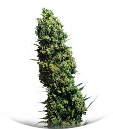 The Ultimate fem (Dutch Passion)