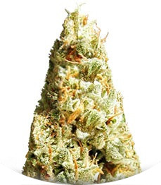 Amnesia Ganja Haze Auto fem (Sumo Seeds)