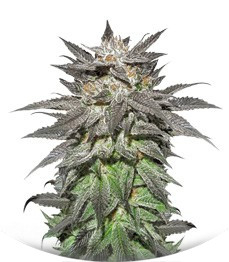 Bubba Island Kush fem (Dutch Passion)