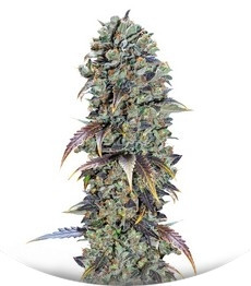 Chocolate Cream fem (00 Seeds)