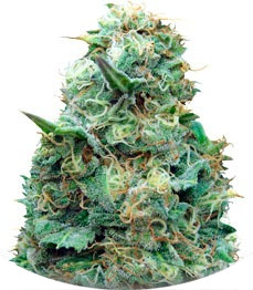 Grand Heft Auto fem (Dr. Krippling Seeds)