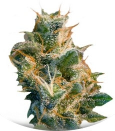 Smile Max Auto fem (Kannabia Seeds)